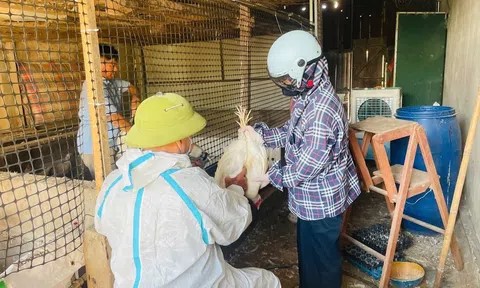 Triển khai tiêm phòng bao vây bệnh cúm gia cầm tại xã Cẩm Duệ